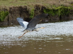 FZ012537 Grey Heron (Ardea cinerea) in flight.jpg